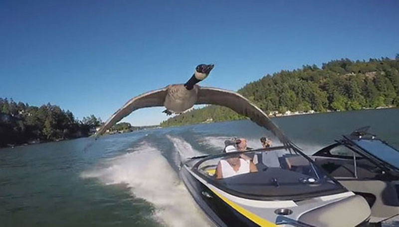 man-rescues-drowning-gosling-oregon-4-kiddr
