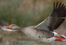 Сезон охоты на гусей и канадскую казарку: сроки и правила добычи