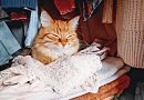 Почему кошки любят лежать на вещах владельца