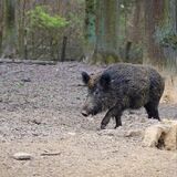 В Беларуси открыт сезон загонной охоты на копытных