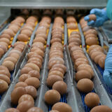 Минсельхозпрод рассказал, сколько произведут продукции животноводства в 2024 году