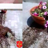 На набережной Пинска неизвестные повредили саженцы лип и разбили декоративную цветочную вазу