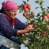 Жителей Пинска приглашают на сбор яблок
