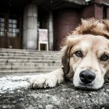 Проблема с безнадзорными животными. Как её решают в Беларуси