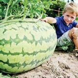 Почему не стоит покупать самый большой арбуз