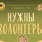 В Пинске зоозащитникам нужны волонтеры