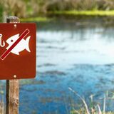 C 20 марта вводится нерестовый запрет на ловлю рыбы