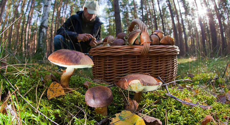 К сведению любителей тихой охоты