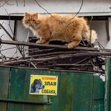 В Беларуси обсуждают новые правила обращения с животными