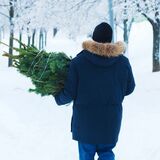 Заготовка новогодних деревьев хвойных пород