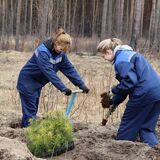 В Пинском районе более 70 тысяч саженцев высадили волонтеры в рамках «Недели леса»