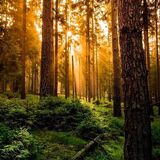 Охранять леса будут даже ночью