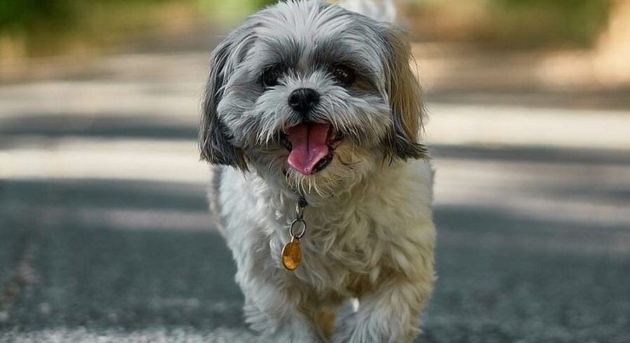Бесплатная вакцинация собак и кошек пройдет в Пинске