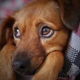 Правила содержания домашних животных в частном секторе