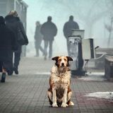Какое наказание грозит человеку, который выбросил на улицу своего питомца?