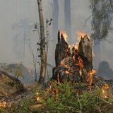 Запрет на посещение лесов введен в Пинском районе