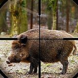 1 октября в Беларуси открывается сезон загонной охоты на копытных