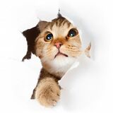 Как отучить кошку драть обои