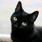 Чорная котка