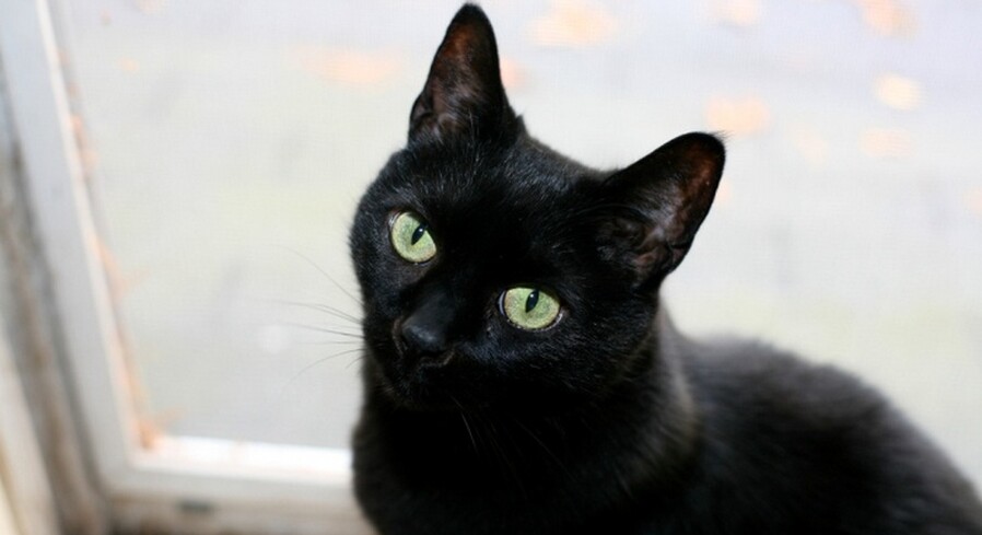 Чорная котка