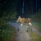 Что делать, если на дороге оказалось дикое животное?