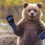 Медведи в Беларуси проснулись раньше времени. И это опасно