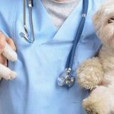 В Пинске проведут бесплатную вакцинацию собак и кошек