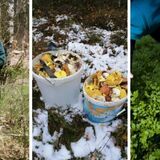 Штраф до 800 рублей. В Беларуси изменили правила сбора берёзового сока, грибов и ягод