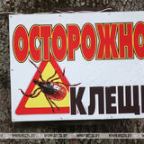 Голодные и злые: в Брестской области после зимы активизировались клещи