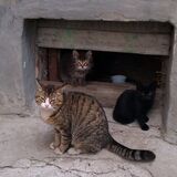 Животные в подвалах под запретом: МинЖКХ напомнило о штрафах и новых правилах