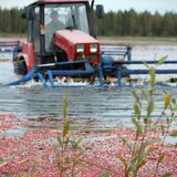 Ягодное море и адский труд. Посмотрели, с помощью какой техники собирают клюкву на Полесье