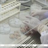 Вторую бесплатную попытку ЭКО могут начать предоставлять в Беларуси с 2026 года