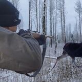 В Пинске мужчину осудили за незаконную охоту на лося