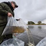 В Пинском районе завершили весеннее зарыбление: в водоёмы выпустили более 34 тонн рыбы