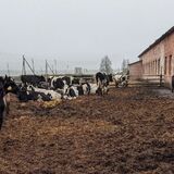 В ряде хозяйств Пинского района выявлены нарушения и недостатки в работе