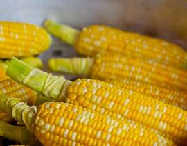 Больше не черника: другой продукт оказался полезнее для зрения