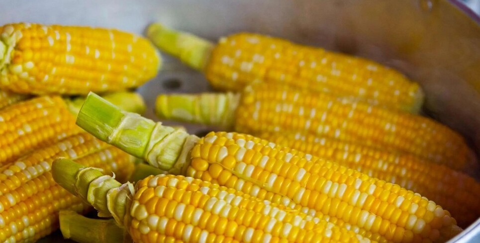 Больше не черника: другой продукт оказался полезнее для зрения