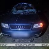 Лось бросился под колёса Audi в Пинском районе: водитель и пассажир госпитализированы