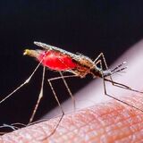 В Германии зафиксированы случаи заражения малярией: трое погибших
