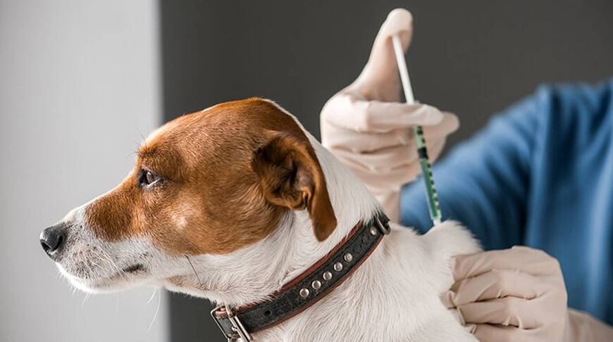 Бесплатная вакцинация собак и кошек в Пинске