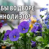 МинЖКХ: сами по себе клумбы у подъезда не штрафуют, но есть нюанс