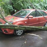 Что делать, если во дворе машину повредило упавшее дерево? Разъясняет адвокат