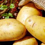 Белорусские ученые разрабатывают особый сорт картофеля