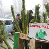 Где и когда появятся ёлочные базары в Пинске