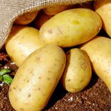 Главная ошибка при приготовлении картофеля