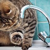 Когда отключат горячую воду в Пинске?