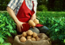 В Беларуси вывели новый сорт картофеля. Будут делать чипсы